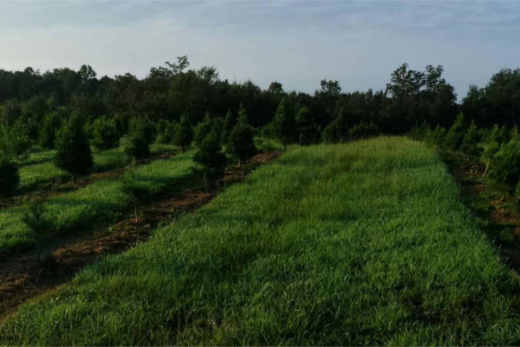 Rural Life On A Real Christmas Tree Farm! Hallmark Experience! 欧扎克 外观 照片