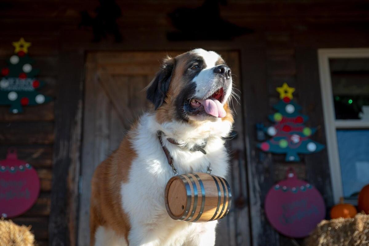 Rural Life On A Real Christmas Tree Farm! Hallmark Experience! 欧扎克 外观 照片