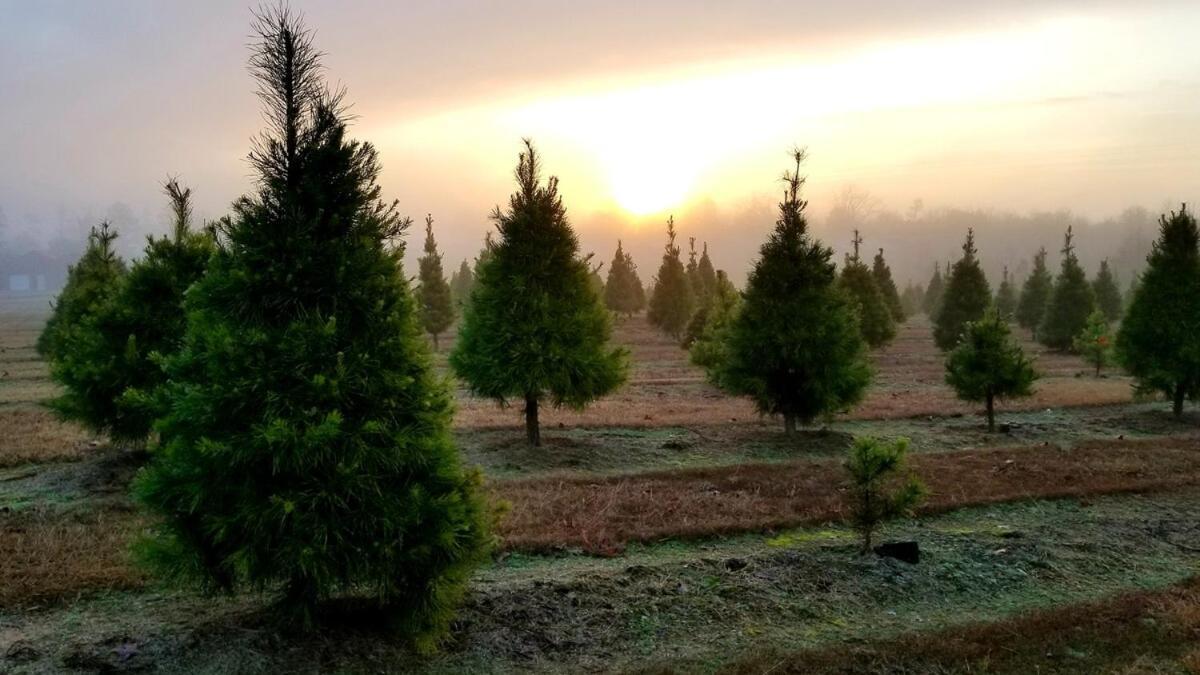 Rural Life On A Real Christmas Tree Farm! Hallmark Experience! 欧扎克 外观 照片