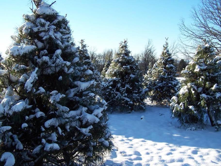 Rural Life On A Real Christmas Tree Farm! Hallmark Experience! 欧扎克 外观 照片