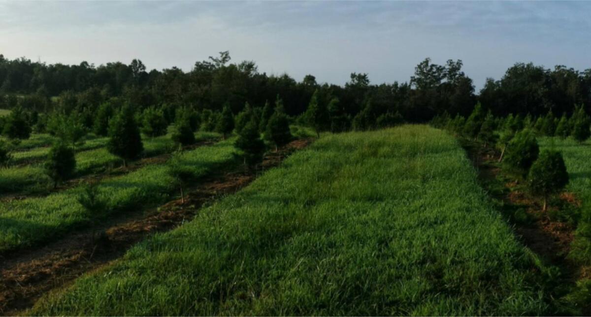 Rural Life On A Real Christmas Tree Farm! Hallmark Experience! 欧扎克 外观 照片
